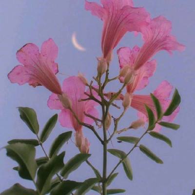 在我军，特种部队为何宁要矮的也不要高个？原来和这个有关！